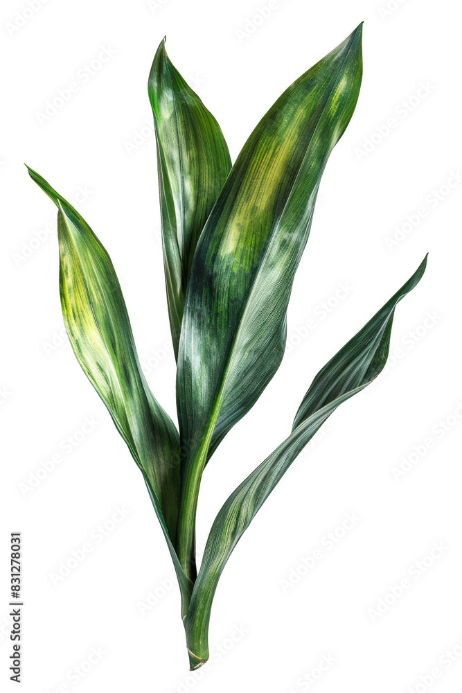 Obraz premium Green leaf of a plant on a transparent background.