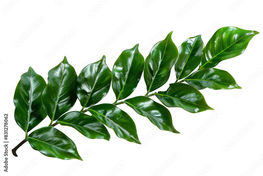Green leaves of a plant on a transparent background. Green leaves of a plant on a transparent background.
