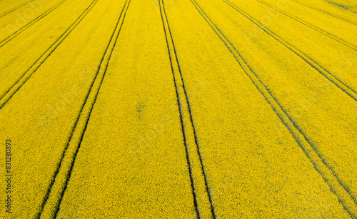Rapsfeld am Anfang der Blüte mit der Drohne abgeflogen