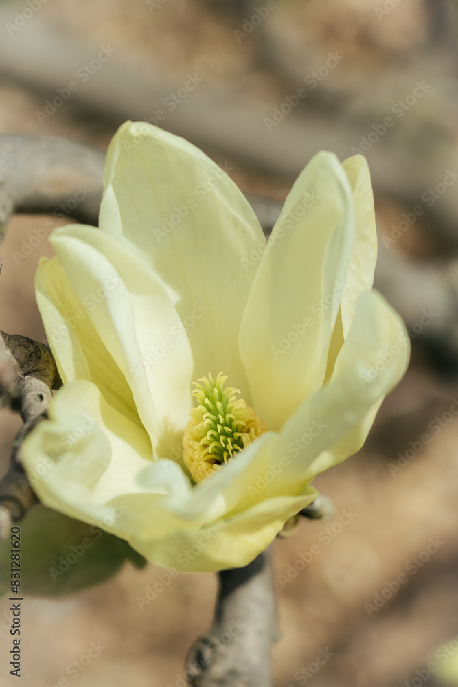 Obraz premium Closeup of branch yellow magnolia blossoms in full bloom