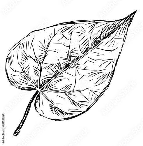 Deciduous tree leaf,poplar,single,doodle, sketch, outline,hand drawn vector illustration isolated on white