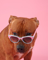 Acrylglasbilder Tierarzt Fröhlicher Staffordshire Terrier mit Brille  © Anna Averianova