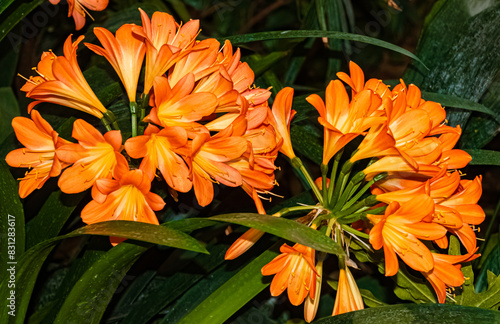 Clivia cyrtanthiflora, Hybrid Clivia, at Mainau island, Lake Bodensee, Baden-Württemberg, Germany, on a sunny day in spring photo