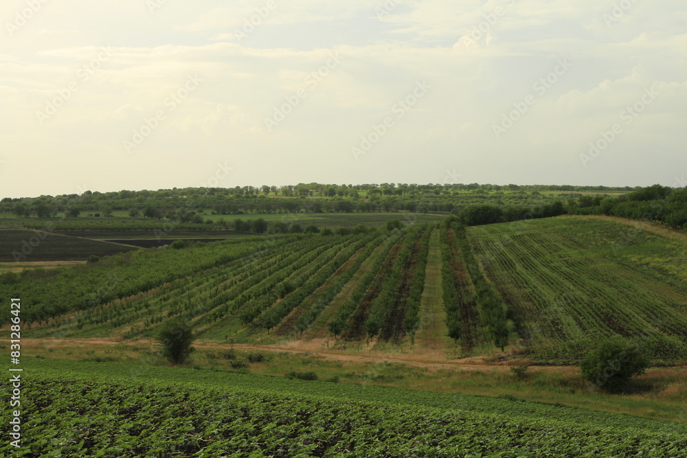 Fototapeta premium A plantation of tea