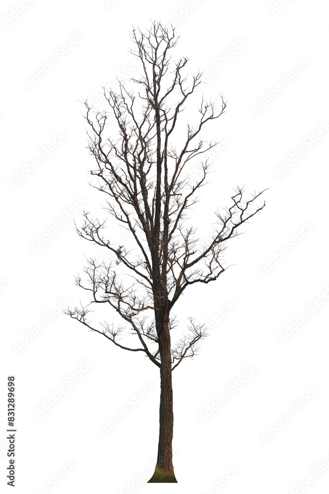 Obraz premium Dead tree or dried tree isolate on white background.Save white clipping path.