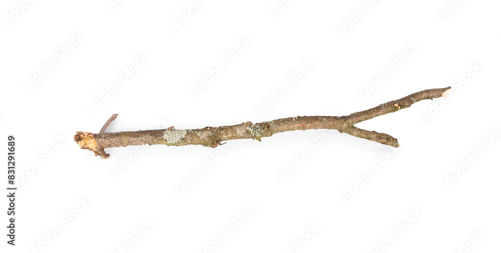 One dry tree branch isolated on white, top view One dry tree branch isolated on white, top view