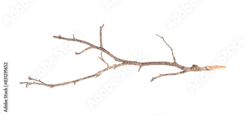 One dry tree branch isolated on white © New Africa