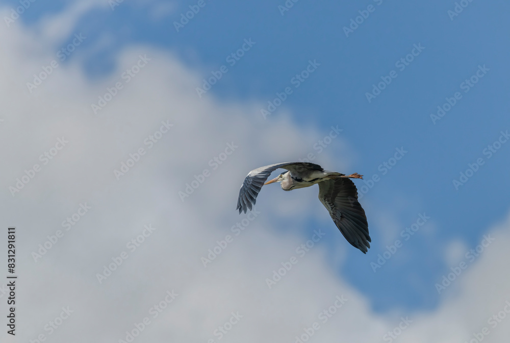Obraz premium Grey heron near Nesyt pond in cloudy spring day in south Moravia