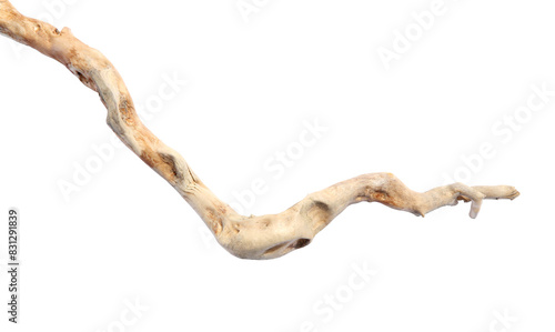 Old dry tree branch isolated on white, top view