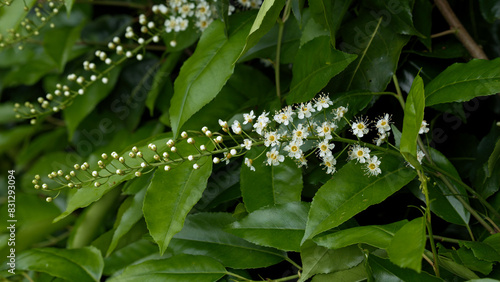 Portuguese laurel cherry flowers