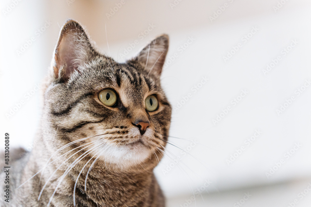 close-up portrait of cute domestic cat looking to the side. High quality photo close-up portrait of cute domestic cat looking to the side. High quality photo