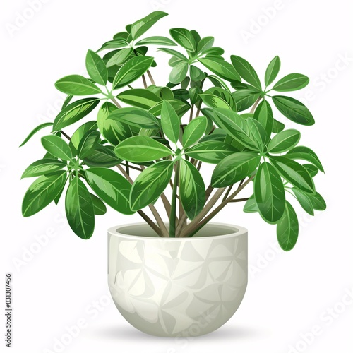 PNG illustration of a lush schefflera plant with umbrella-shaped green leaves in a modern pot on a white background