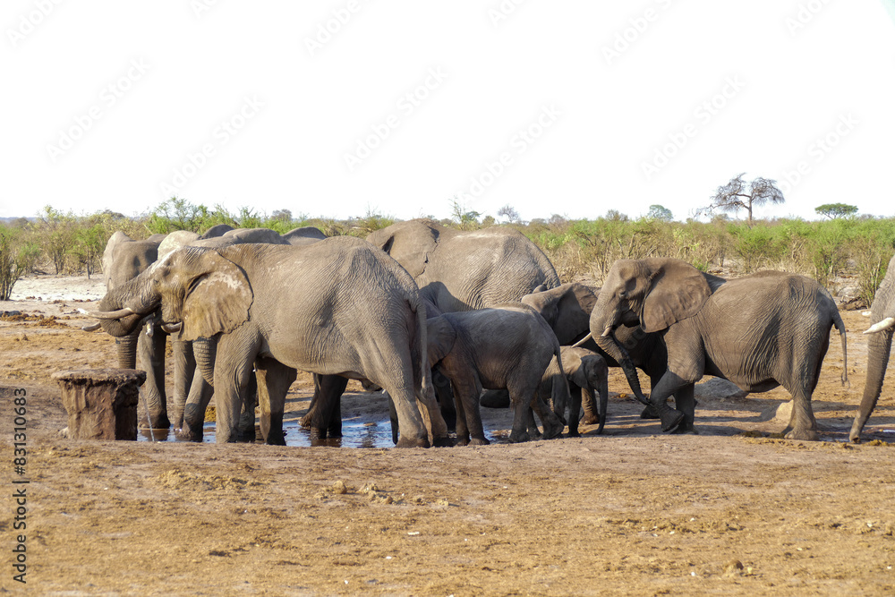 Fototapeta premium Elefant