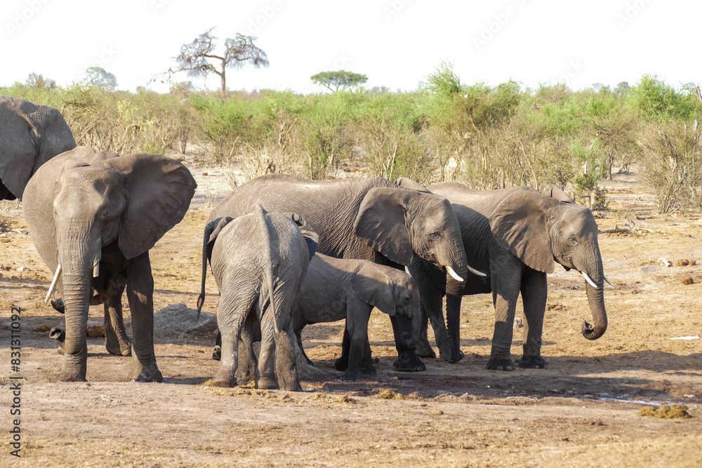 Elefant Elefant