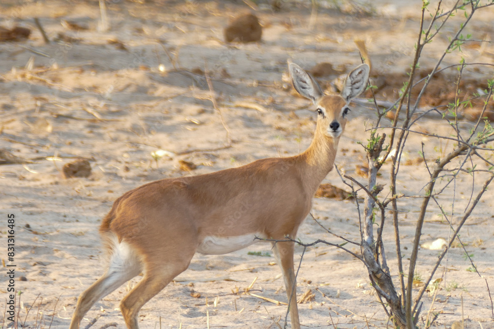 Naklejka premium Antilope