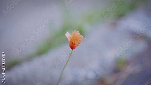 道路に咲く植物