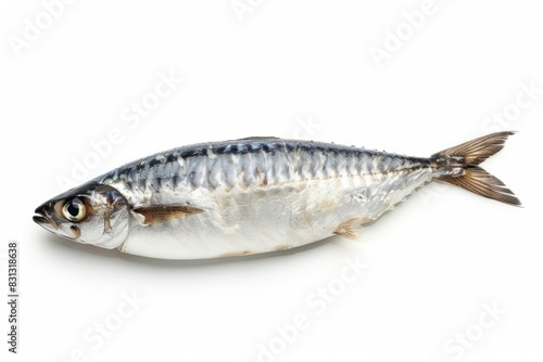 a single sardine fish isolated on white background
