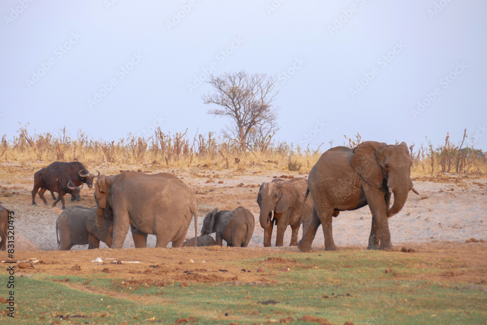 Fototapeta premium Elefant