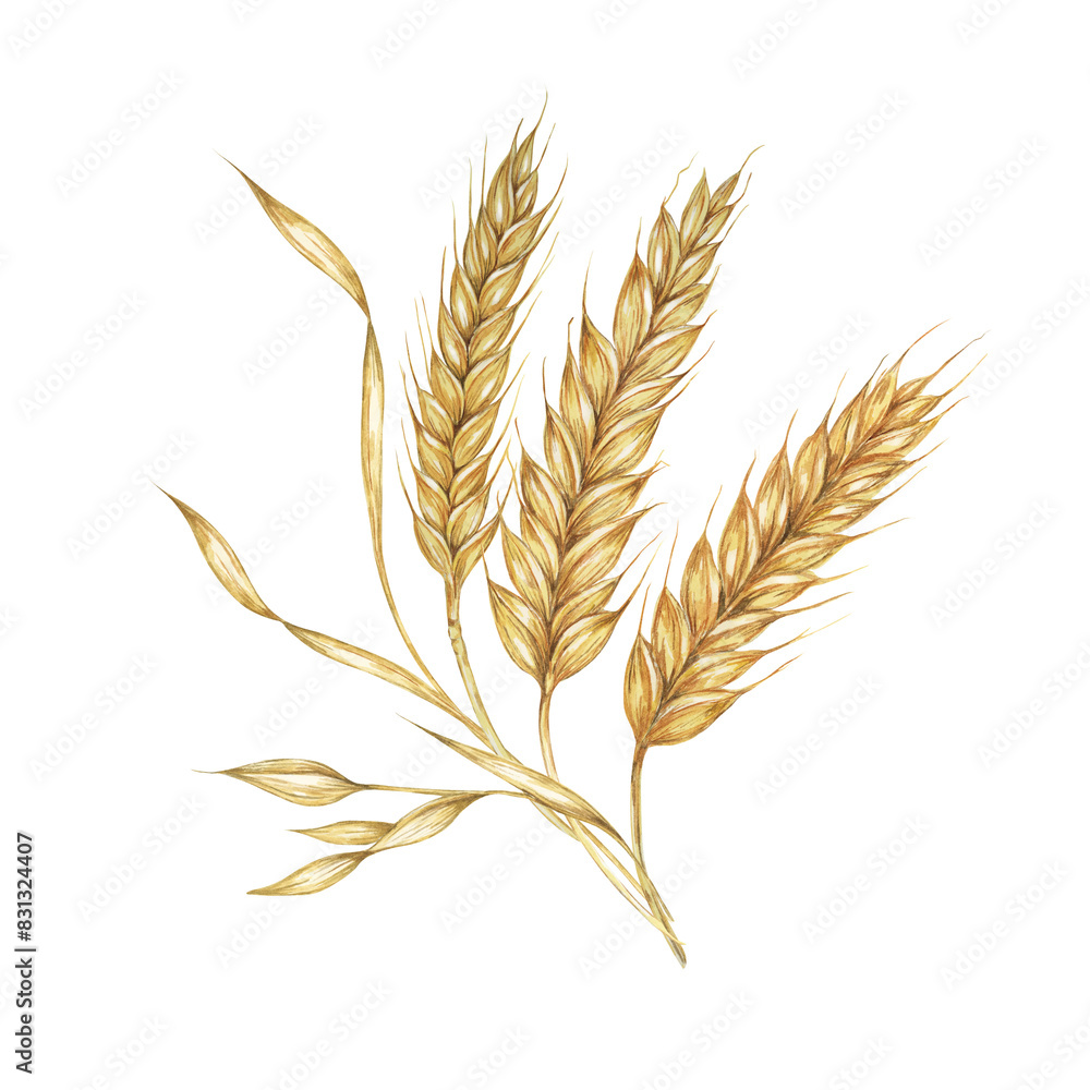 Barley spikes, cereal grain ears, wheat stalks. Symbol of Shavuot, Thanksgiving, Oktoberfest clipart. Cottagecore rustic watercolor illustration for beer, whisky, bread, flour packaging, labels. Barley spikes, cereal grain ears, wheat stalks. Symbol of Shavuot, Thanksgiving, Oktoberfest clipart. Cottagecore rustic watercolor illustration for beer, whisky, bread, flour packaging, labels.