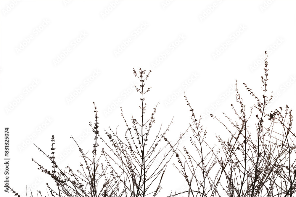 Dry grass field isolated on white background. Save with clipping path. Dry grass field isolated on white background. Save with clipping path.