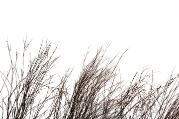 Dry grass field isolated on white background. Save with clipping path.