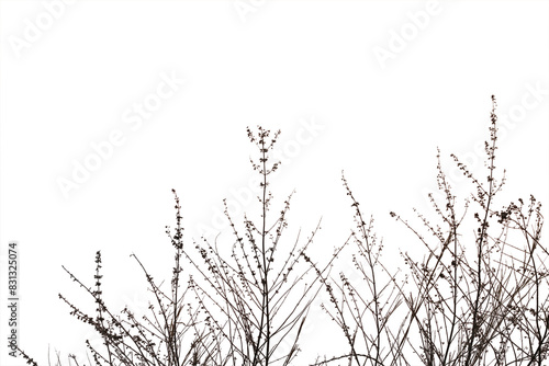 Dry grass field isolated on white background. Save with clipping path.