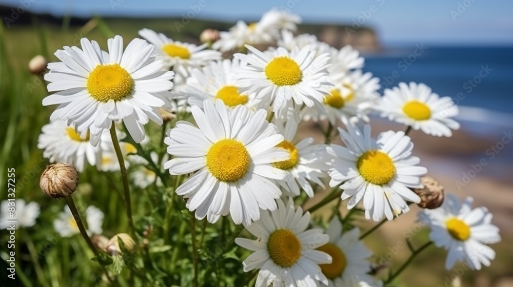 Fototapeta premium Tranquil spring and summer landscape with blooming daisy field in picturesque hilly countryside