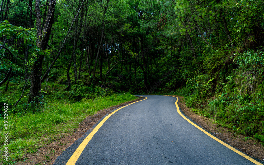 road in the greenery forest. road in the greenery forest.