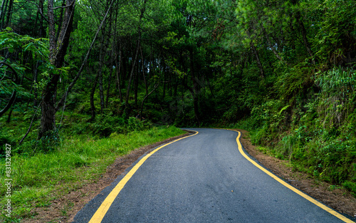 road in the greenery forest.