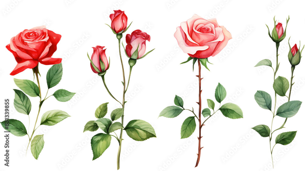 Set roses green leaves on transparent background. Hand drawn botanical watercolor painting for decorative invitations, posters, or cards Set roses green leaves on transparent background. Hand drawn botanical watercolor painting for decorative invitations, posters, or cards