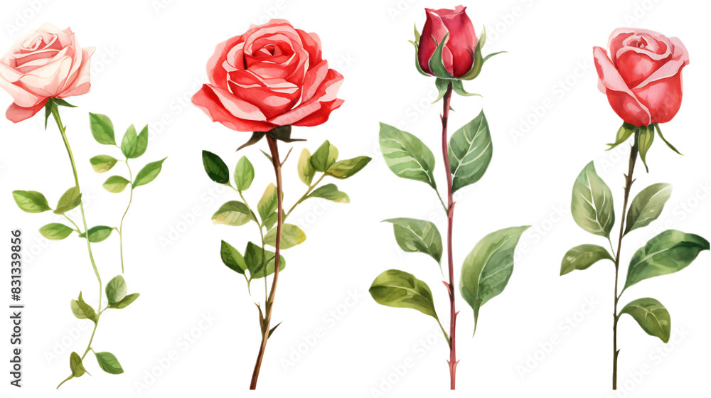Fototapeta premium Set roses green leaves on transparent background. Hand drawn botanical watercolor painting for decorative invitations, posters, or cards