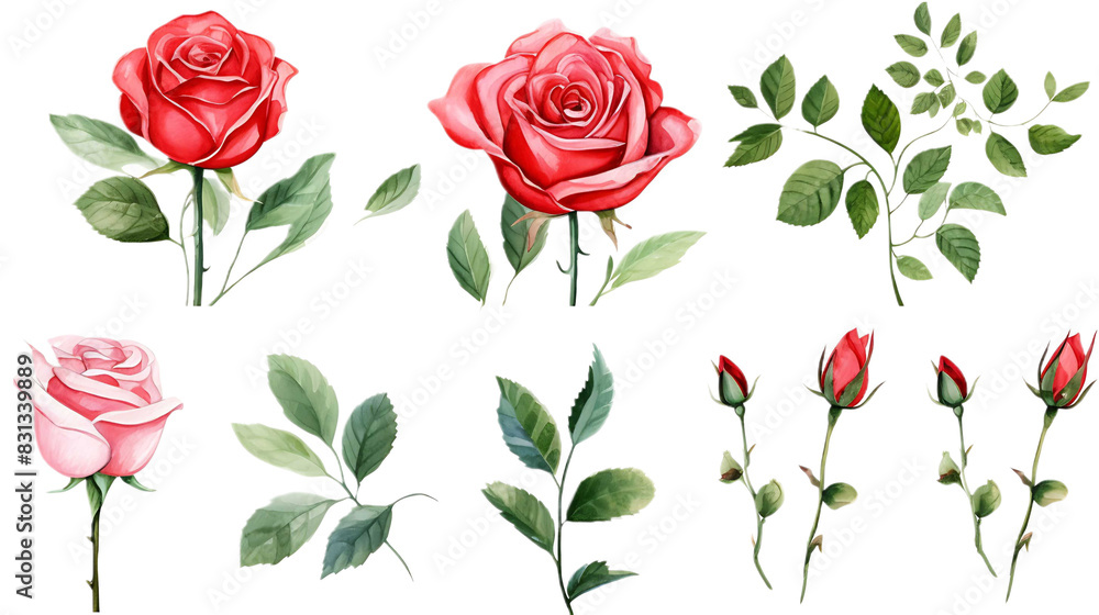 Fototapeta premium Set roses green leaves on transparent background. Hand drawn botanical watercolor painting for decorative invitations, posters, or cards