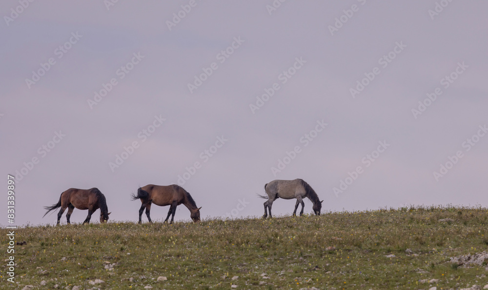 Wild Horses in Summer in the Pryor Moutnains Montana Wild Horses in Summer in the Pryor Moutnains Montana