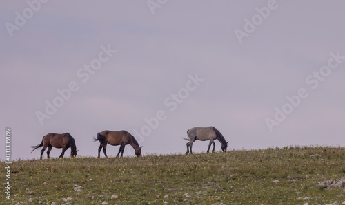Wild Horses in Summer in the Pryor Moutnains Montana