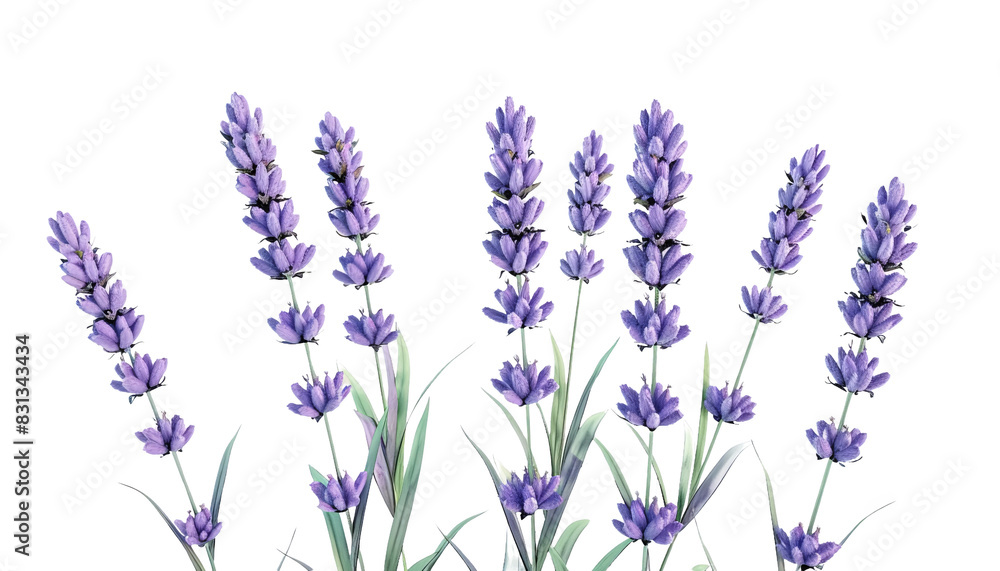 Naklejka premium Elegant lavender flowers with soft purple petals and green stems. Perfect for nature, floral, and botanical themed designs.
