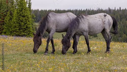 Wild Horses in Summer in the Pryor Moutnains Montana © natureguy