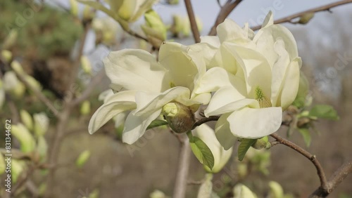 Yulan magnolia flower. Spring nature. Magnolia tree with blooming flower. Blooming magnolia. Magnolia blossom and flower. Beautiful spring season. Blooming spring nature. Blossom fragrance