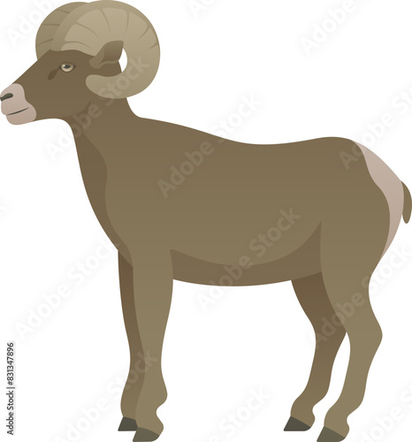 Color vector illustration of bighorn sheep standing  side view. Wild animal with curled horns isolated on white background. Wildlife of North America.