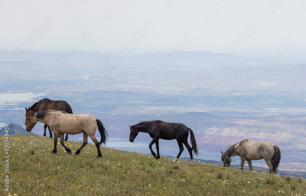 Wild Horses in Summer in the Pryor Moutnains Montana Wild Horses in Summer in the Pryor Moutnains Montana