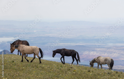 Wild Horses in Summer in the Pryor Moutnains Montana