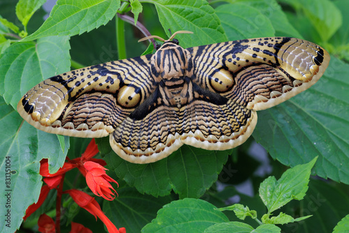 Moth Brahmaea hearseyi standing on a plant, Malaysia