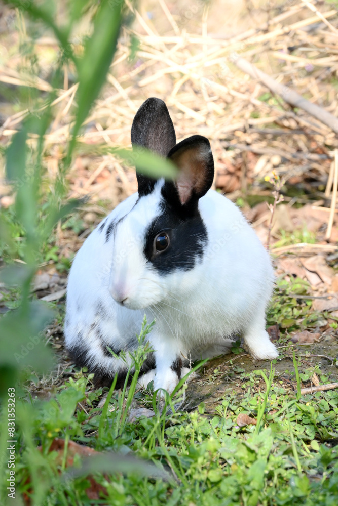 closeup the white black young rabbit eating the green grass on the grey brown background. closeup the white black young rabbit eating the green grass on the grey brown background.