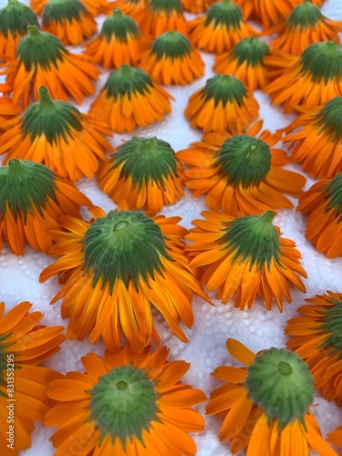 Calendula flowers detail
