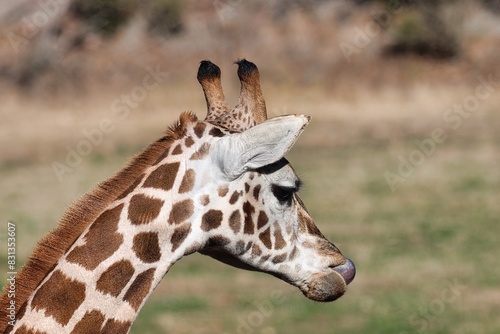 Canvas Print Africa safari