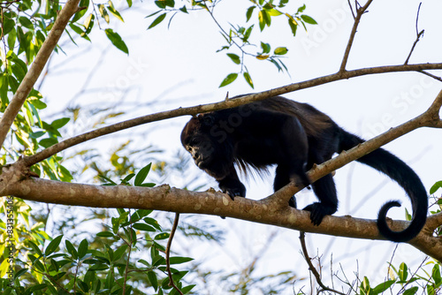 Canvas Print Mantled howler monkey on branch in tree in Cano Negro Wildlife Refuge in Costa R