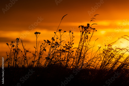 Picturesque sunset with dry grasses and herbs in the background