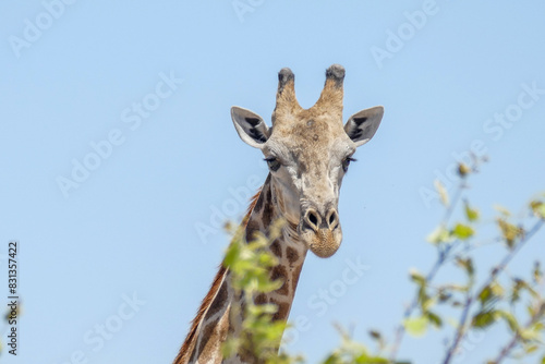 Giraffe