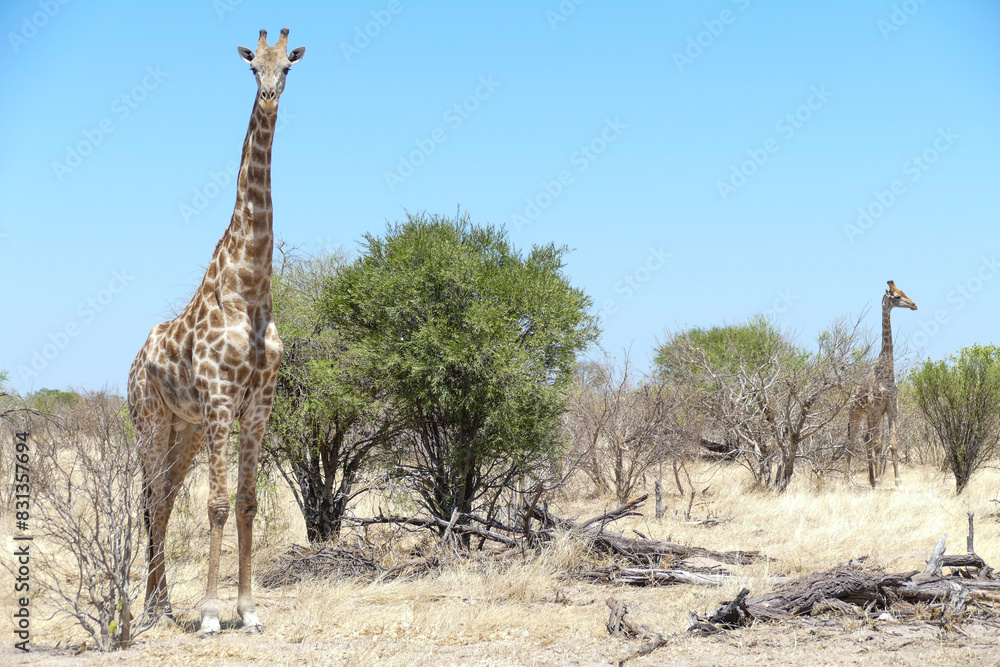 Obraz premium Giraffe