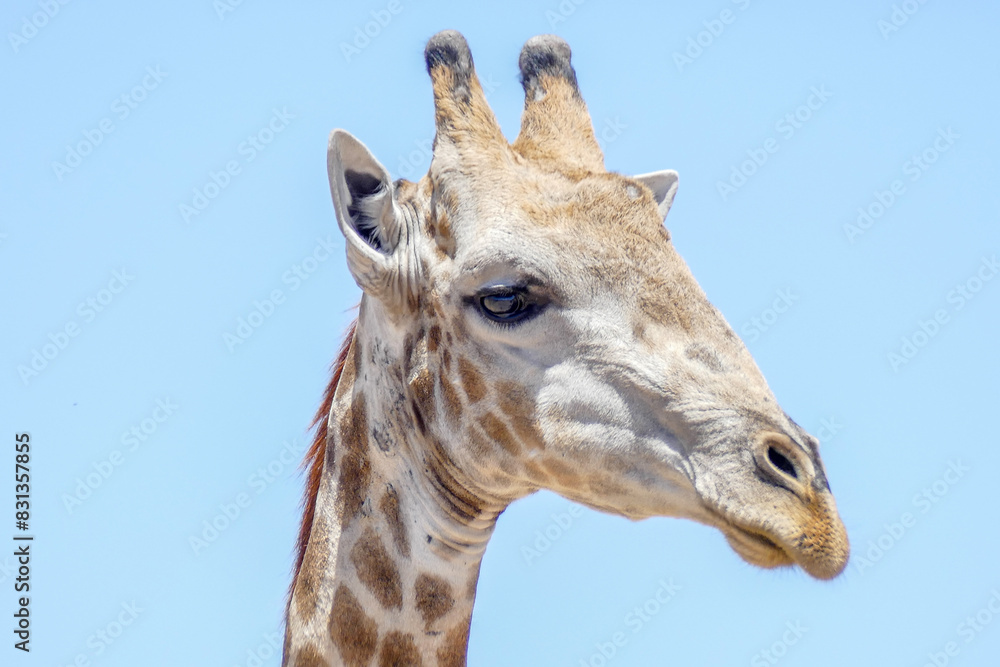 Obraz premium Giraffe