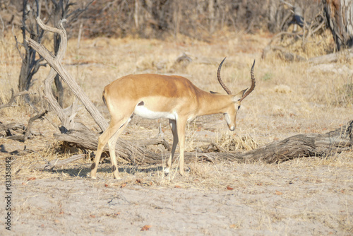 Antilope photo